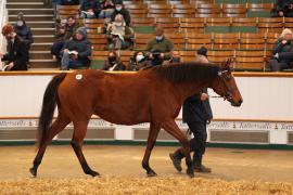 Lot  2035 TDM9518Tattersalls