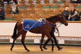 Lot  2038 TDM9611Tattersalls