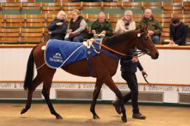 Lot  2038 TDM9615Tattersalls