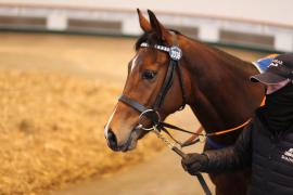 Lot  2039 TDM9648Tattersalls