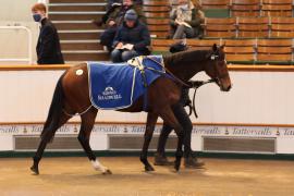 Lot  2039 TDM9658Tattersalls