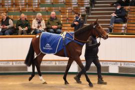 Lot  2039 TDM9671Tattersalls