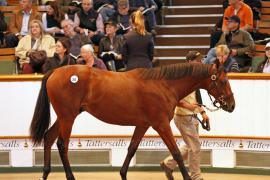 Lot  203 T B K1 0185 Tattersalls