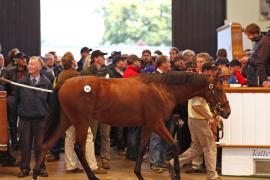 Lot  203 T B K1 0209 Tattersalls