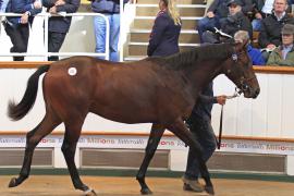 Lot  203 T O12804 Tattersalls