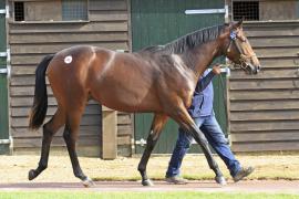 Lot  203 T O12849 Tattersalls