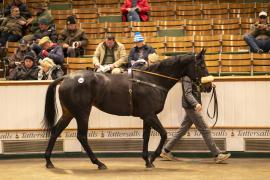 Lot  2047 TDM 11638Tattersalls