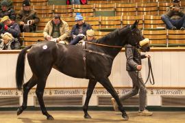 Lot  2047 TDM 11639Tattersalls