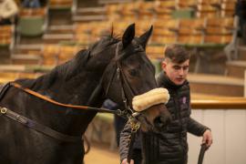 Lot  2047 TDM 11648Tattersalls