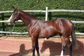 Lot  204 T B K1 0188 Tattersalls