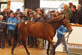 Lot  204 T B K1 0286 Tattersalls