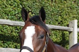 Lot  204 T B K1 1380 Tattersalls