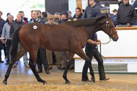 Lot  204 T O12883 Tattersalls