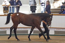 Lot  204 T O12937 Tattersalls