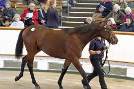 Lot  204 T O12955 Tattersalls