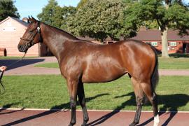 Lot  205 T B12506 Tattersalls