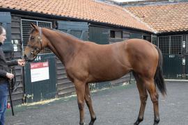 Lot  206 1952 TBK1Tattersalls