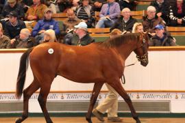 Lot  208 T B K1 0930 Tattersalls