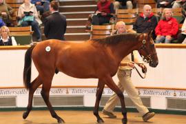 Lot  208 T B K1 0941 Tattersalls