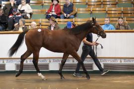 Lot  209 TBK1 5273Tattersalls