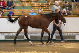 Lot  209 TBK1 5280Tattersalls