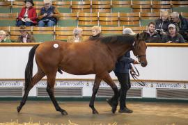 Lot  212 TBK1 5373Tattersalls