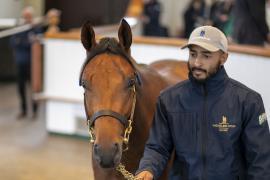 Lot  212 TBK1 5398Tattersalls