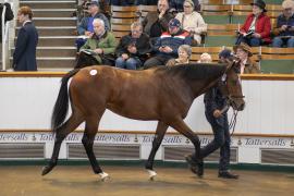 Lot  213 TBK1 5478Tattersalls