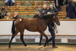 Lot  213 TBK1 5525Tattersalls