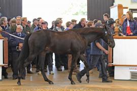 Lot  214 T O13010 Tattersalls