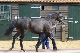 Lot  214 T O13075 Tattersalls