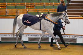 Lot  2168 TDM 417Tattersalls