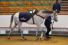 Lot  2168 TDM 455Tattersalls