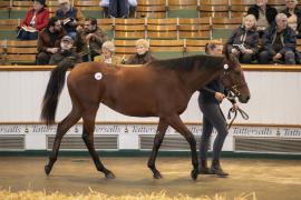 Lot  216 TBK1 5589Tattersalls