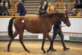 Lot  216 TBK1 5649Tattersalls