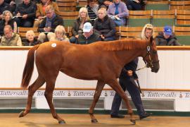 Lot  217 T B K1 1074 Tattersalls