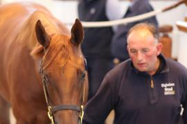 Lot  217 T B K1 1092 Tattersalls