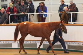 Lot  217 T B K1 1103 Tattersalls