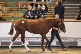 Lot  218 TBK1 5724Tattersalls