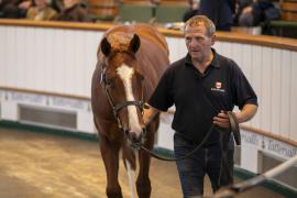 Lot  218 TBK1 5773Tattersalls