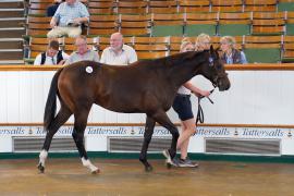 Lot  218 TSS1920Tattersalls