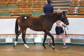 Lot  218 TSS1939Tattersalls