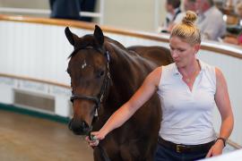 Lot  218 TSS1951Tattersalls