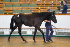 Lot  219 TSS1996Tattersalls