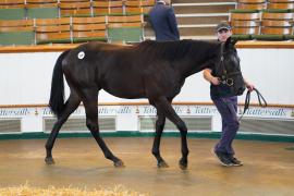 Lot  219 TSS2027Tattersalls