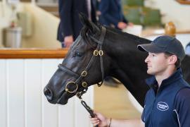 Lot  219 TSS2046Tattersalls