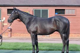 Lot  220 T B11290 Tattersalls