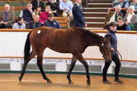 Lot  221 T B1 0601 Tattersalls