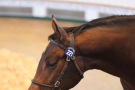 Lot  221 T B1 0610 Tattersalls