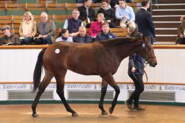 Lot  221 T B1 0613 Tattersalls